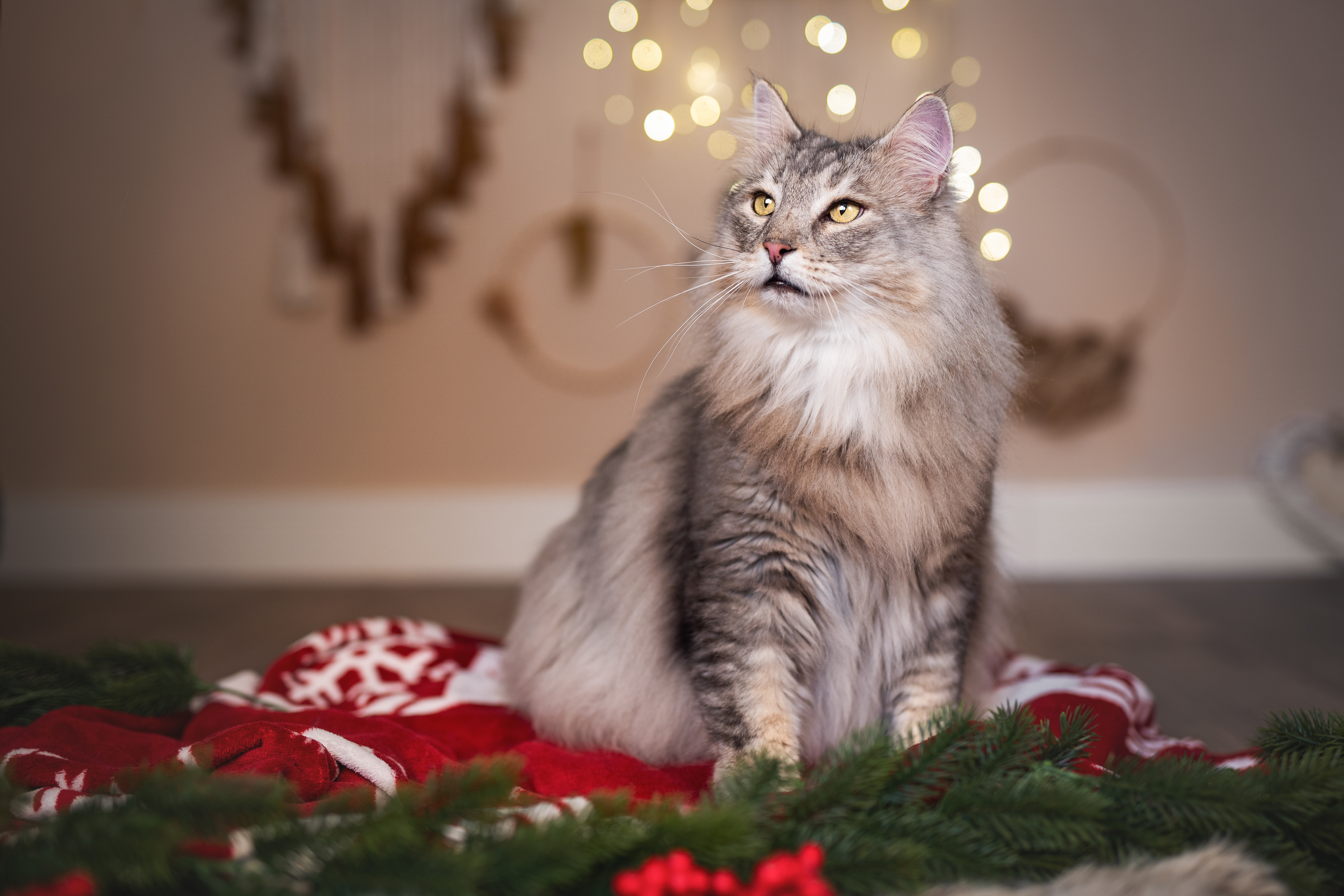 GIPR. Celeborn von den Haintrollen